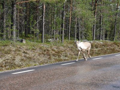 Rentier auf der Strasse.jpg