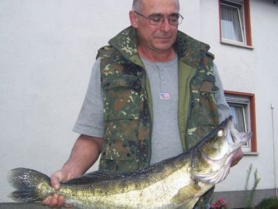 Zander, 85cm, 7kg, gefangen im August 2010 von Reiner Zilch in der Fulda