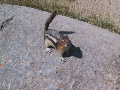 04. Squierl ein Bewohner der Rockys.jpg