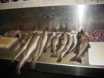 Einige erbeutete Fische der Ausfahrt am 13092009.JPG